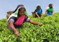 ඔසාකා 2025 හිදී ශ්‍රී ලංකා තේ නව ගිනස් වාර්ථාවක්