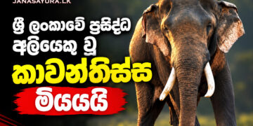 ශ්‍රී ලංකාවේ ප්‍රසිද්ධ වන අලියෙකු වූ කාවන්තිස්ස මියයයි