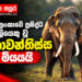 ශ්රී ලංකාවේ ප්රසිද්ධ වන අලියෙකු වූ කාවන්තිස්ස මියයයි